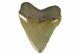 Serrated, Fossil Megalodon Tooth - Very Wide Tooth #124205-2